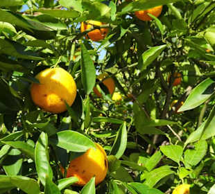 Orangen in den Gärten