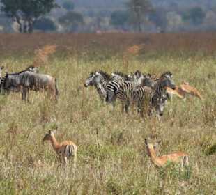 Zebras und Antilopen 