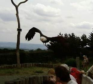 Wildpark und Falknerei