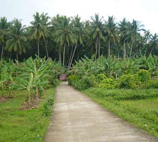 Landschaft auf dem Weg zu den Chocolate Hills