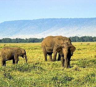 Die "Sanften Riesen"
