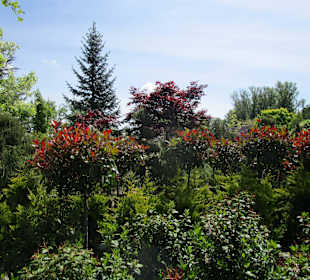 Peterhof-Pflanzen in Hanhofen