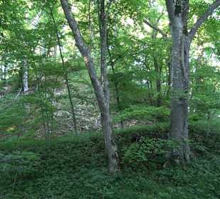 Burgruine Andeck Talheim