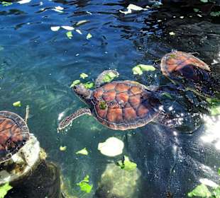 Fütterung der Wasserschildkröten