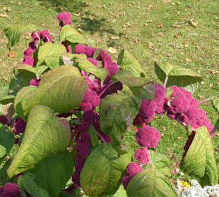 Hofgarten am Dachauer Schloss