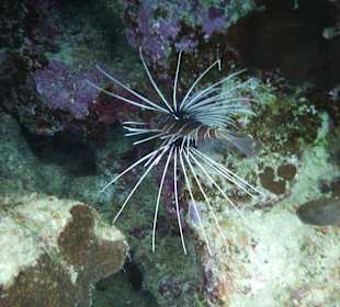 Feuerfisch, beim Tauchgang beobachtet