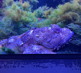 Aquazoo Löbbecke Museum Düsseldorf