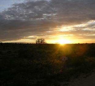 Rückfahrt von der Abend-Safari