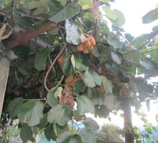 Peglio, Kiwiplantage