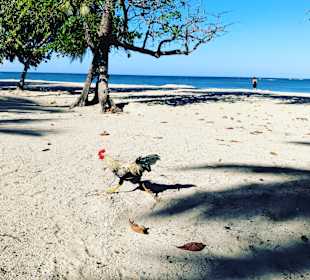 Tropical Beach Safari