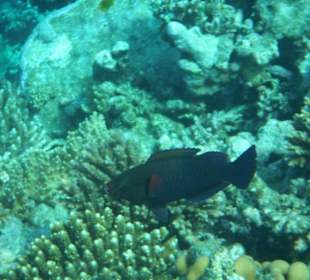 Hausriff Arabia Azur