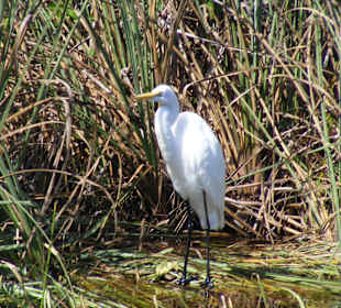 Miami Landgang Everglades