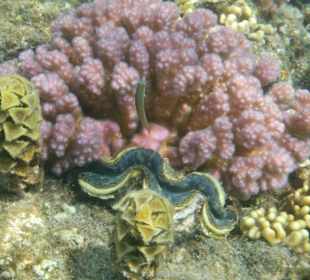 Muschel auf Beutezug