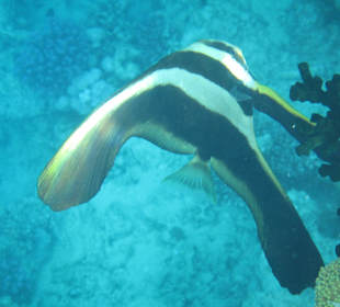 Hausriff Arabia Azur Resort