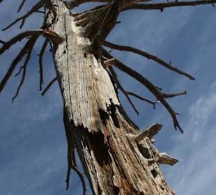 Einsamer Baum im Bryce Canyon