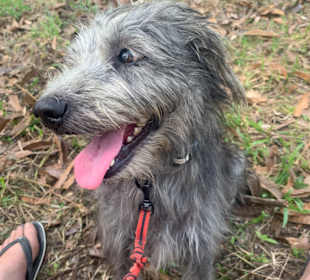 Dog and Cat Rescue Samui Foundation