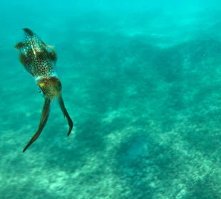 Schnorcheln Makadi Bay