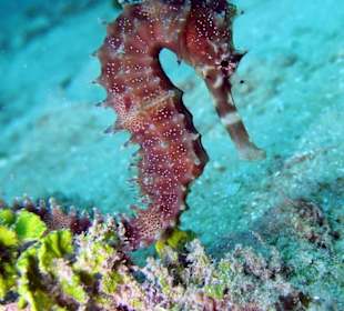 Seepferdchen am Tauchplatz "Angies Point"