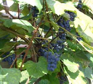 Café-Restaurant Zur alten Press