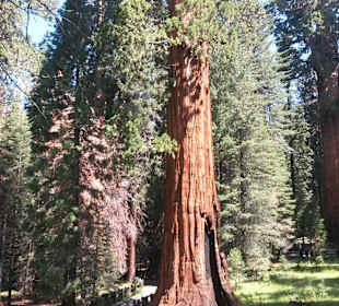 Sequoia National Park