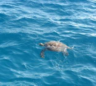 Вот с кем мы плавали!