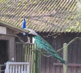 Vogelpark Hassloch