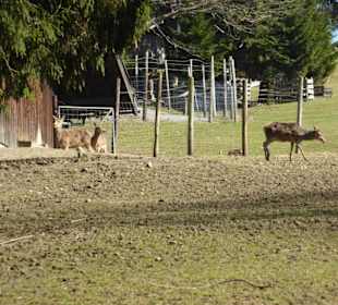 Alpenwildpark Pfänder - Rotwildgehege
