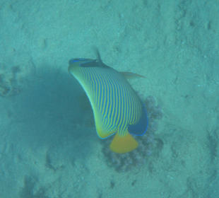 Schnorcheln beim Fort Arabesque