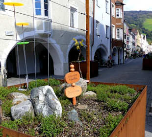 Bepflanzte Kübe mit Gewürzen