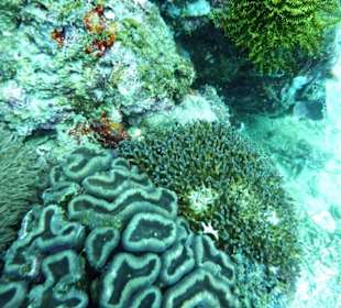 Hausriff 12 m nach Taifun - Hotel Dive Hub Antulang