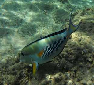 Hausriff Beach Albatros Resort