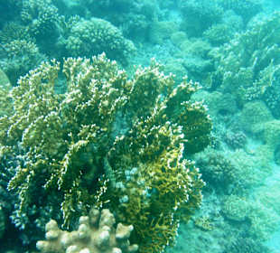 Korallenriffe im Roten Meer-Delphin Tour 