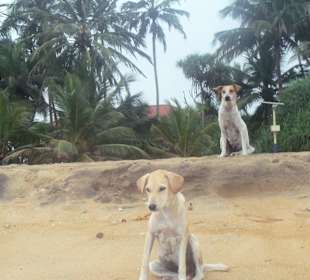 Superliebe Strandhunde