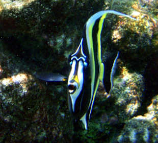 Fische