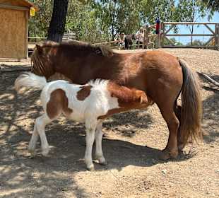 Pferde