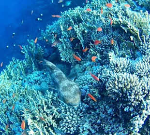 Eindrücke vom Schnorcheln am Hausriff