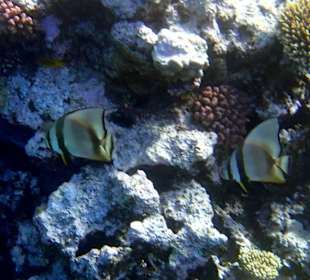 Новинка - Hotel Tropitel Sahl Hasheesh