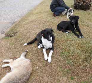 Hunde am Strand von Evrenseki