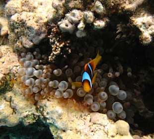 Hotel Stella Makadi Beach Resort