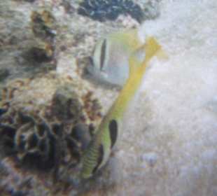 Beim Schnorcheln ! Herrliche Fische !
