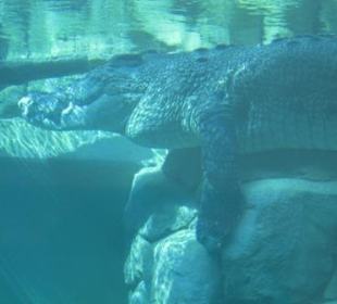 Salzwasserkrokodile