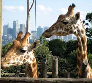 Taronga Zoo 04