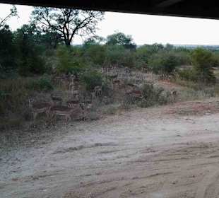 Krüger Nationalpark