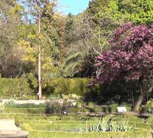 Real Jardín Botánico de Madrid