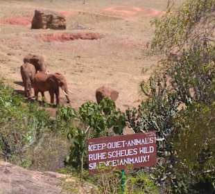 Rote Elefanten im Tsavo Ost