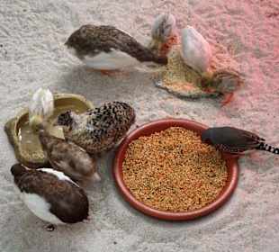 Zwergwachteln im Jardin des Papillons