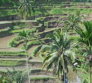 Blick auf die Terrassen