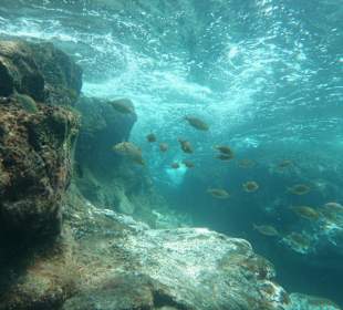 Unterwasseraufnahme Schnorcheln Fuerteventura