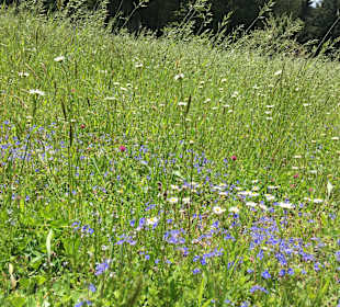 Wandern Oberwolfach