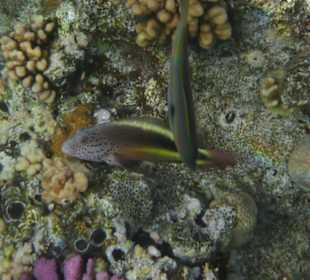 Junkerfische